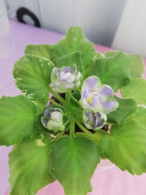 8 nov - Wesley s Depth of Reason