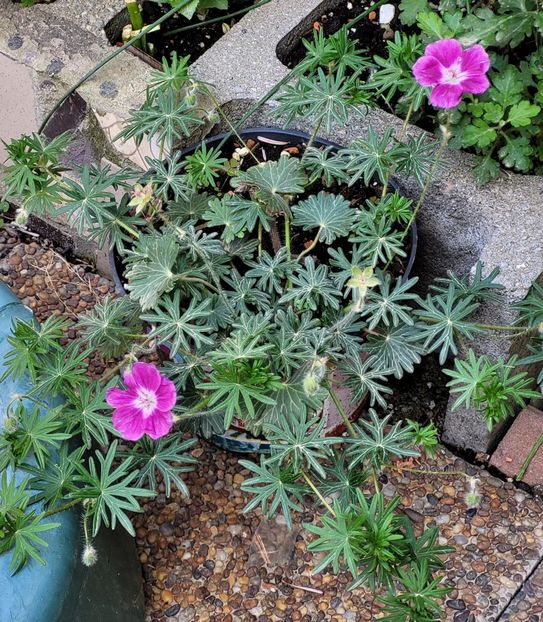  - Geranium