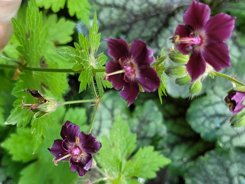  - Geranium