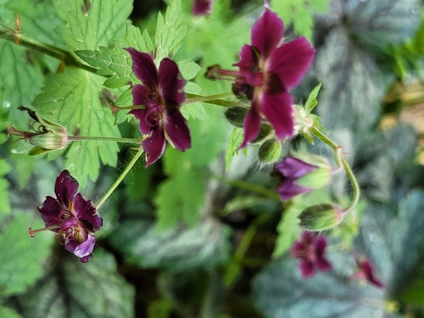  - Geranium