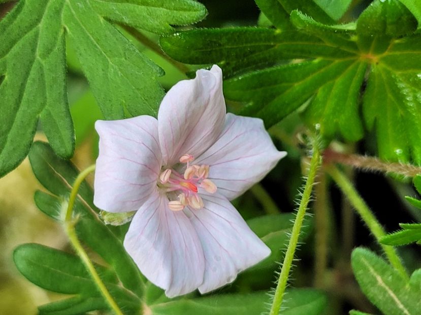 - Geranium