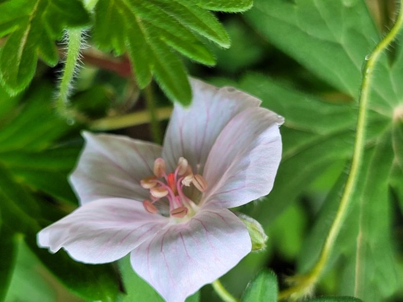  - Geranium