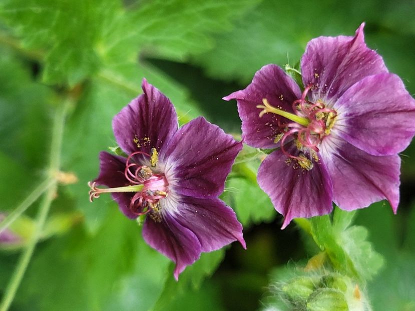  - Geranium