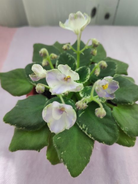 29 apr - Wesley s Depth of Reason