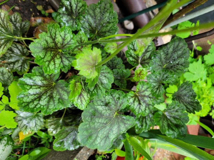  - Heuchera