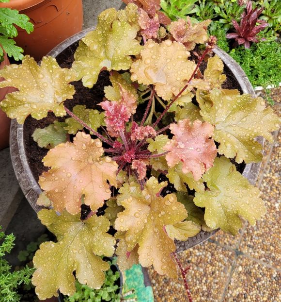  - Heuchera