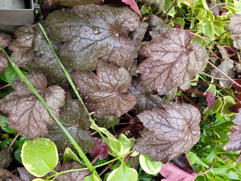  - Heuchera