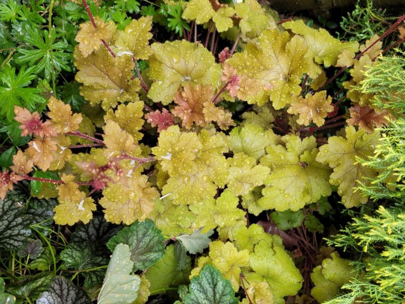  - Heuchera