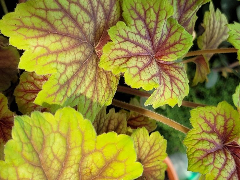 - Heuchera