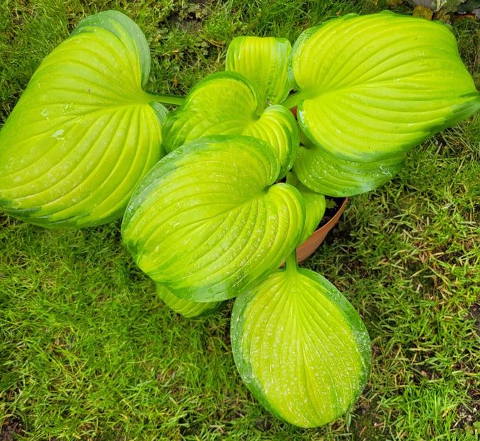  - Hosta
