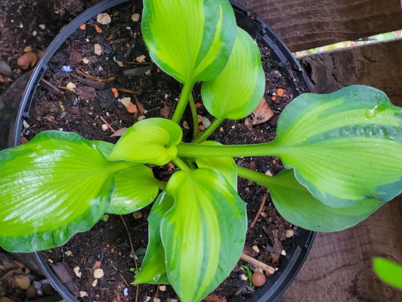  - Hosta