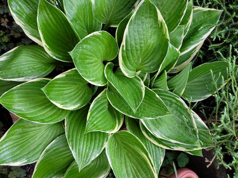  - Hosta