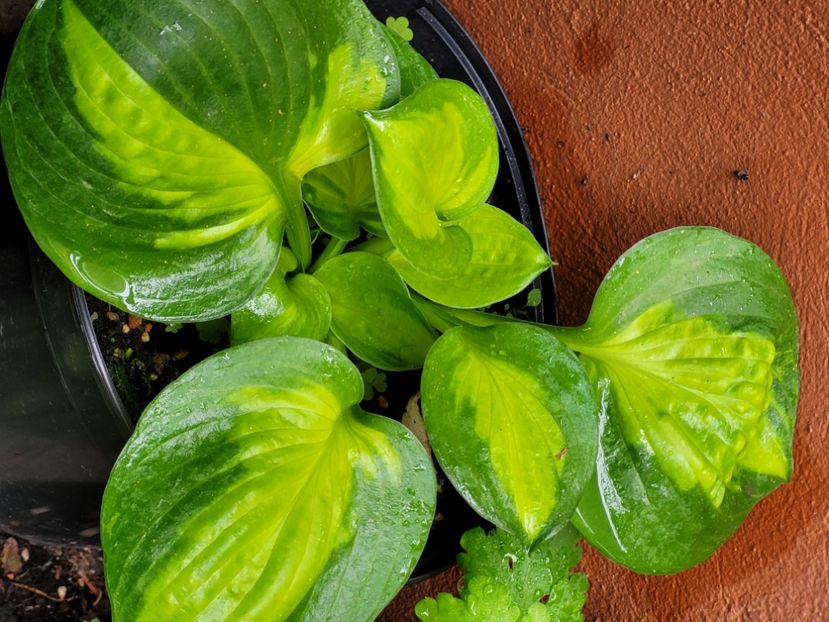  - Hosta