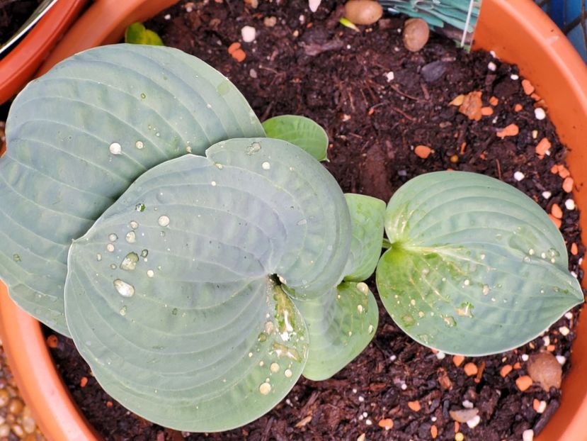  - Hosta