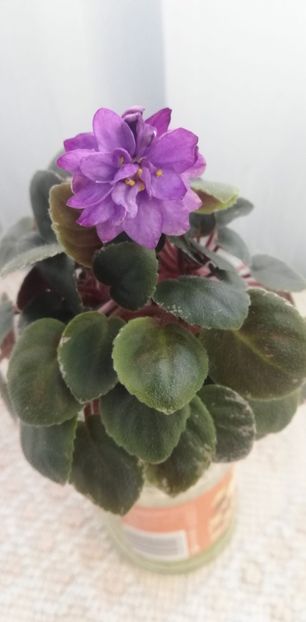 12 dec - LE Gornaya Lavanda