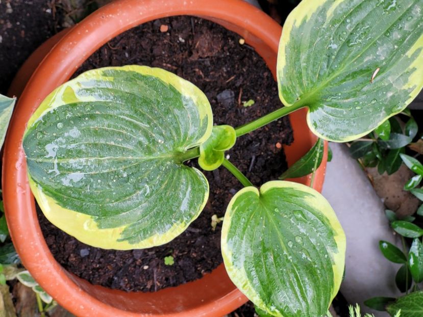  - Hosta