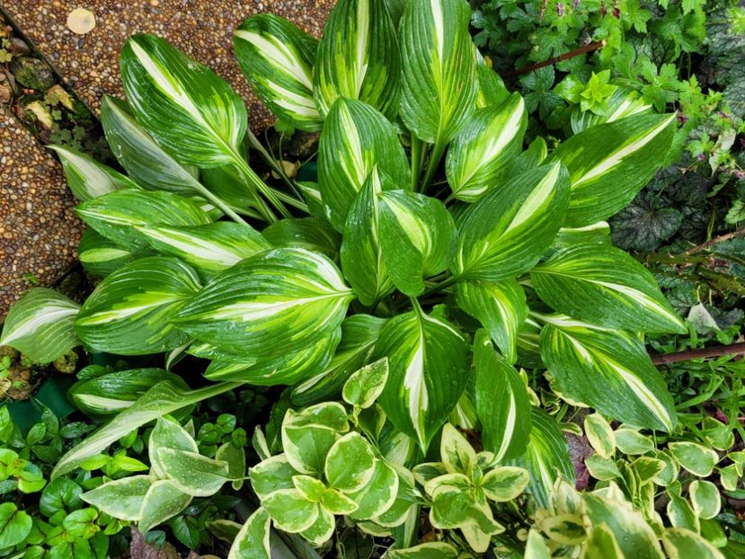  - Hosta