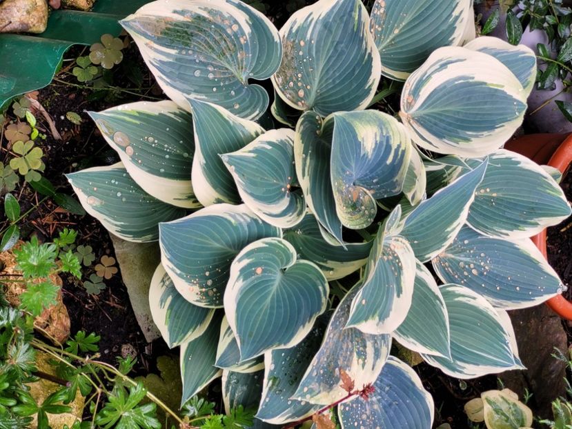 - Hosta