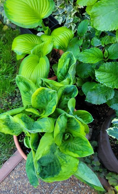  - Hosta