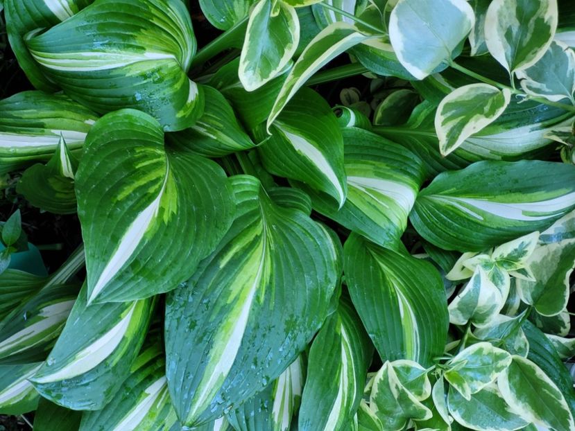  - Hosta