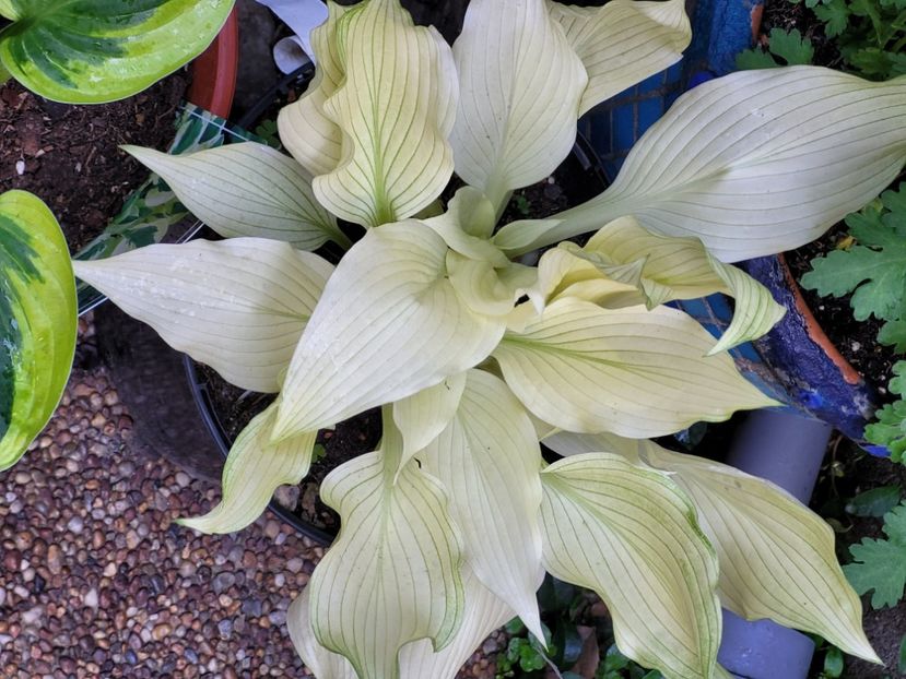  - Hosta