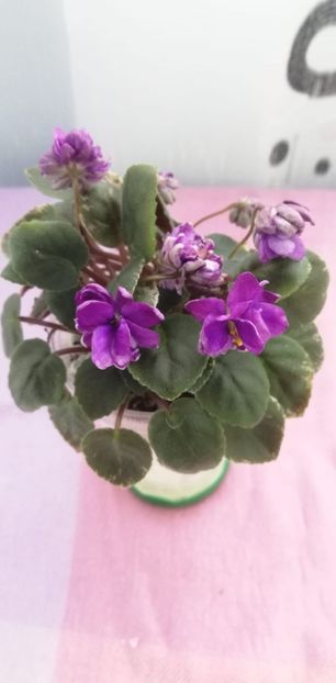 8 nov - LE Gornaya Lavanda