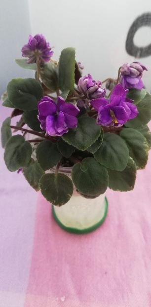 8 nov - LE Gornaya Lavanda