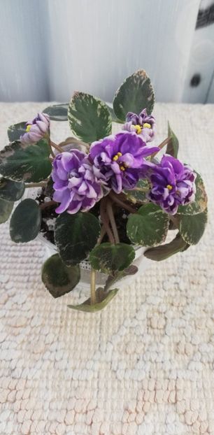 8 mar - LE Gornaya Lavanda