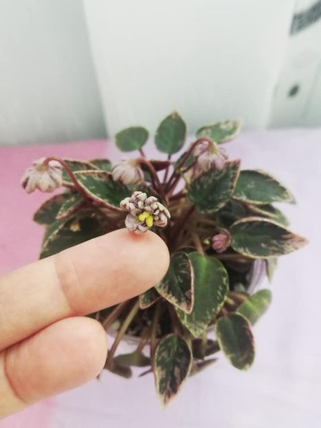 11 mai - LE Gornaya Lavanda