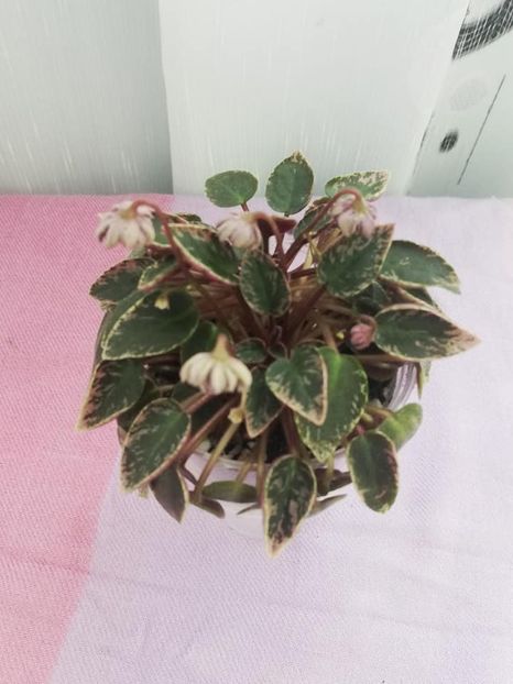 11 mai - LE Gornaya Lavanda