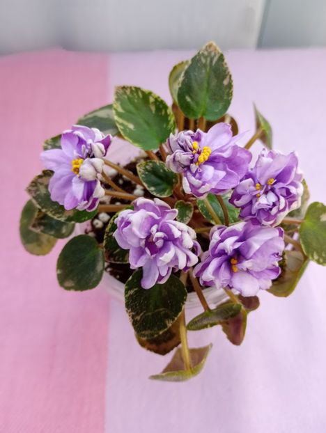 13 mar - LE Gornaya Lavanda