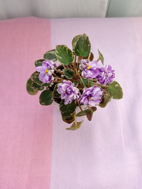 13 mar - LE Gornaya Lavanda