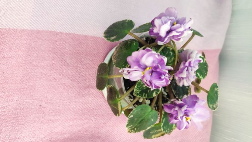 23 mar - LE Gornaya Lavanda