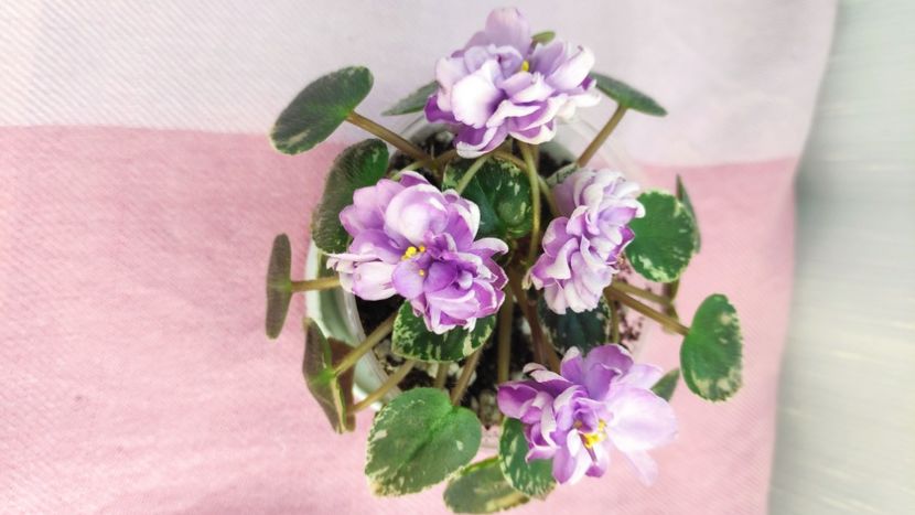 23 mar - LE Gornaya Lavanda