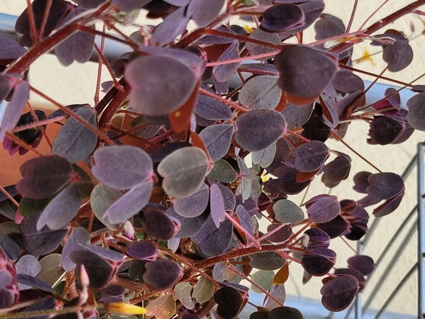  - Oxalis