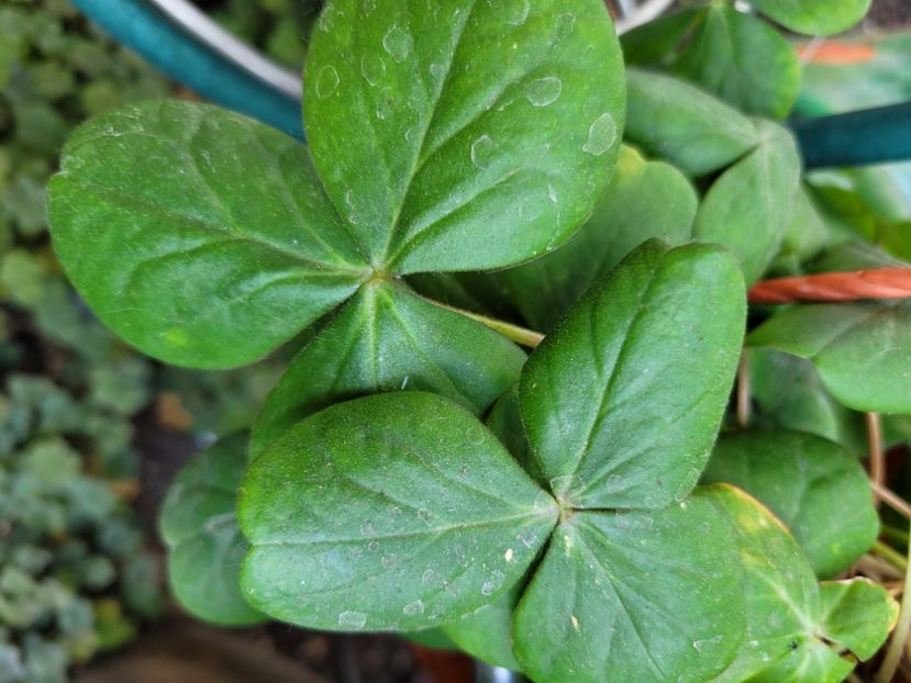  - Oxalis