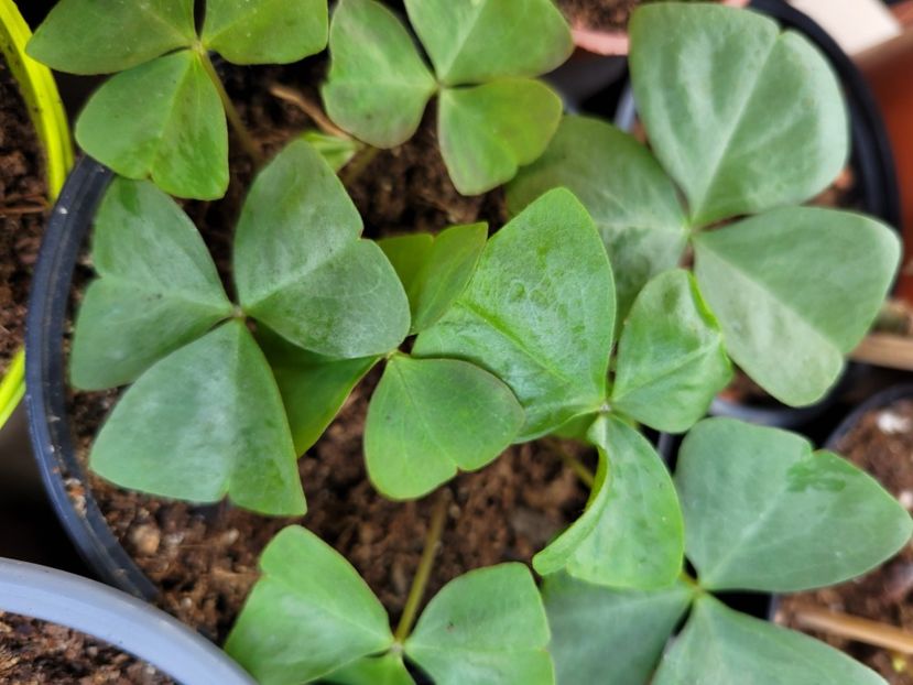  - Oxalis