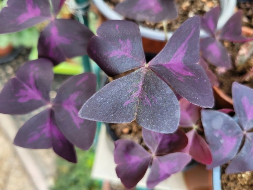 - Oxalis