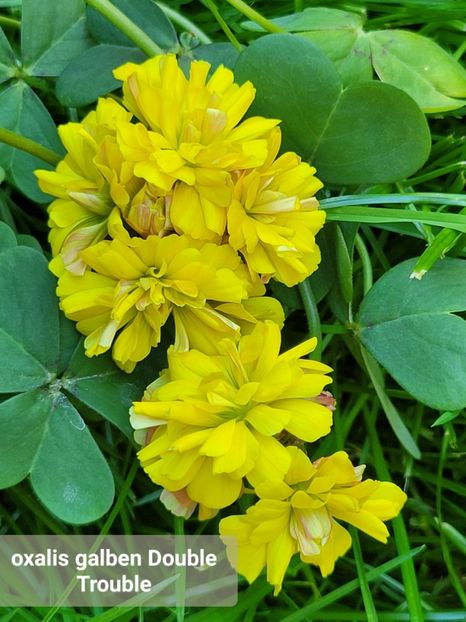  - Oxalis