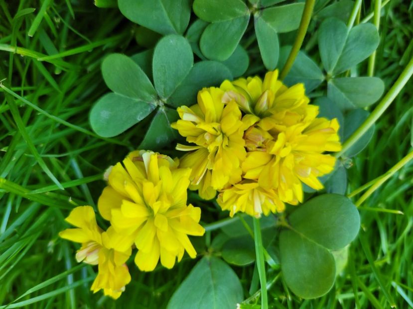  - Oxalis