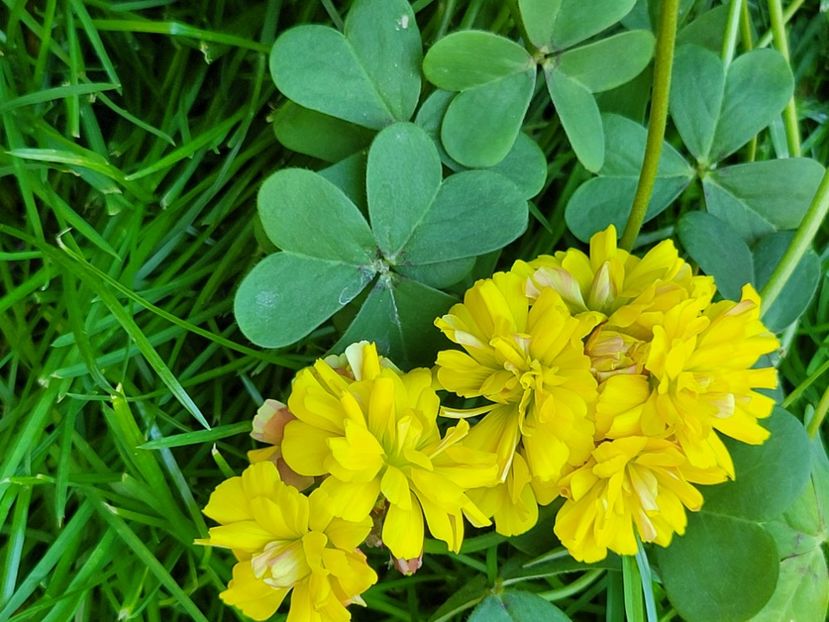  - Oxalis