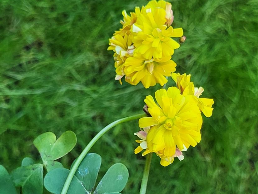  - Oxalis