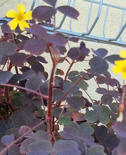  - Oxalis