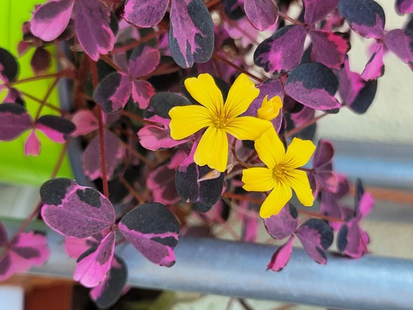  - Oxalis