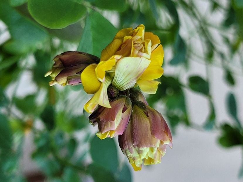  - Oxalis
