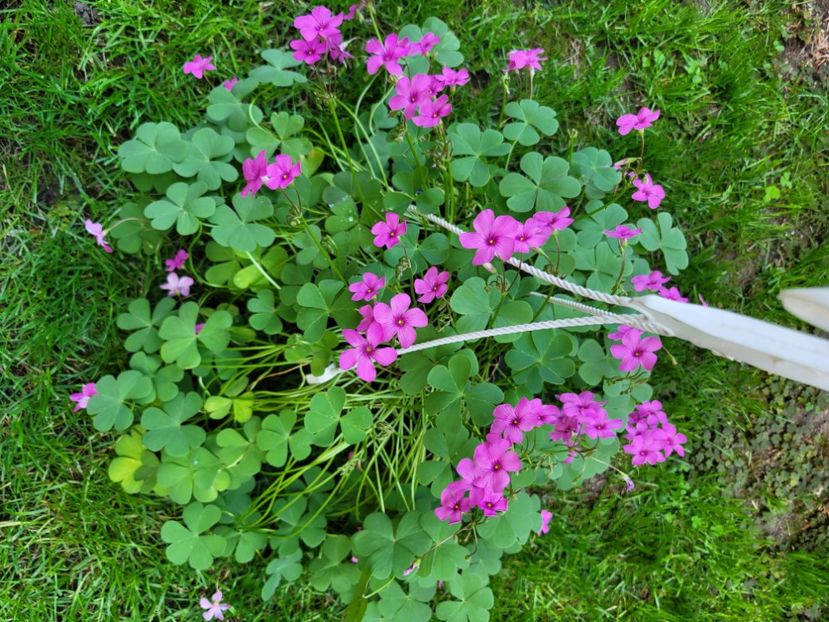  - Oxalis