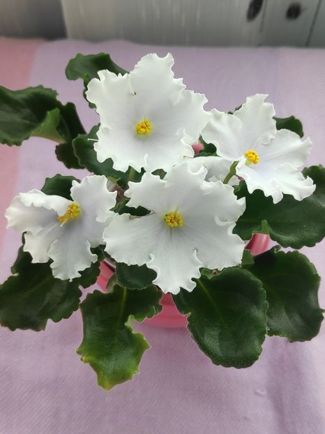 29 apr (60) - OS Dance of Little Swans