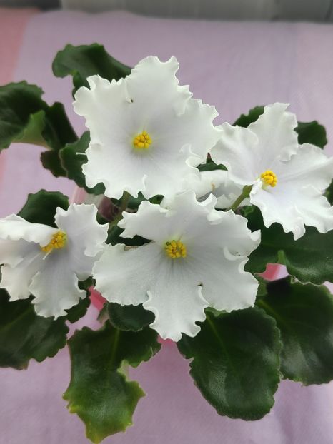 29 apr (61) - OS Dance of Little Swans