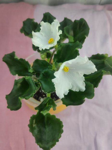 19 apr - OS Dance of Little Swans