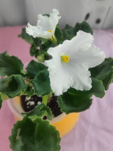 19 apr - OS Dance of Little Swans